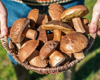 Benefícios dos cogumelos para a saúde: confira