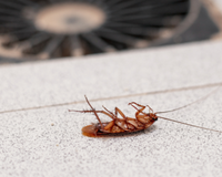 Truque caseiro dos bons: misturar cebola com bicarbonato de sódio é uma isca eficaz contra baratas