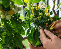 O que significa quando o tomate está com folhas amareladas? Saiba como recuperar a planta e ter mais frutos