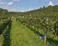 Vinho e viagem: descubra destinos do Brasil para degustar a bebida e viajar nas histórias das vinícolas