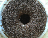 Bolo fácil de chocolate