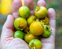 A fruta antiga de quintal de vó que está voltando para os jardins e pomares: hoje é usada em pesquisas