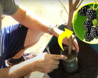 Como plantar amora em vaso: com esse passo a passo de um biólogo ficou fácil