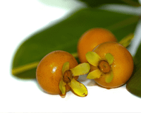 Ela produz frutos doces e pode ser plantada em vasos no seu quintal: a árvore brasileira que você precisa ter em casa