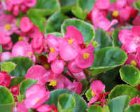 Esta planta ornamental elegante se tornou a escolha favorita para apartamentos e ambientes internos