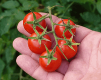 Nunca mais cultivei tomate-cereja de outro jeito depois que aprendi a usar uma garrafa PET para isso: ocupa pouco espaço e não quebra galhos!