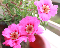 A planta perfeita até para aqueles que desistiram de cultivar qualquer coisa em casa