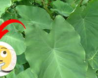 Você provavelmente já comeu uma PANC e nem sabia! Descubra qual é esse alimento não convencional popular