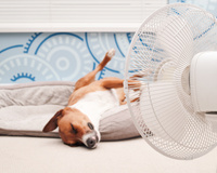 Climatizador e ventilador na Black Friday: Veja 4 opções com bons descontos no Mercado Livre!