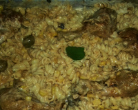 Macarrão com frango ao molho especial