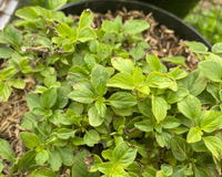 É assim que eu sempre tenho orégano fresco em casa: truques simples que fazem a planta crescer muito