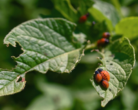O melhor truque de jardinagem para garantir que as pragas fiquem longe das suas plantas