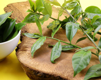 Fácil de cultivar, folha rica em ferro e cálcio que fortalece ossos e músculos cresce sem esforço no quintal ou em vasos