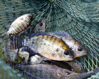 Boato sobre proibição da tilápia assusta produtores brasileiros, governo esclarece rumor