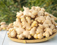 Marta León, engenheira química: "O gengibre nos ajuda a controlar o aumento do açúcar no sangue após as refeições."