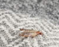 Diego Fernández, engenheiro químico: “Para repelir traças, misture 60 ml de água com 30 ml de álcool”