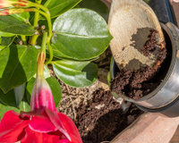 Murilo Soares, engenheiro florestal: "É muito errado colocar a borra do café diretamente nos vasos"