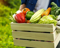 Não é o alface, muito menos o tomate: esse vegetal de baixo teor calórico cresce rápido e é ótimo de plantar em casa