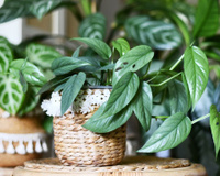 Vai viajar? Veja como manter a umidade das plantas por mais de 10 dias, é possível!