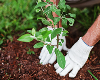 Trabalho no TudoGostoso há 4 anos e estas são as melhores dicas de jardinagem que aprendi nesse tempo