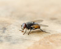 9 dicas caseiras para se livrar das moscas em casa sem precisar recorrer a produtos químicos