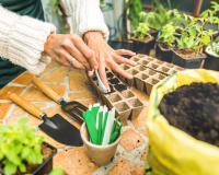Plante hoje para colher no verão: 7 sementes de crescimento rápido e perfeitas para o clima atual, segundo o Instituto Nacional de Tecnologia Agropecuária
