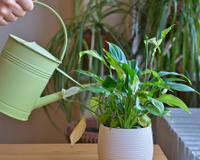 Nem precisa de sol: 7 plantas de sombra perfeitas para ter dentro de casa
