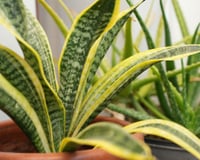 Espada-de-São-Jorge sempre limpa e brilhosa sem esforço: TudoGostoso mostra truque caseiro supersimples para limpar a planta