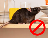 Nunca mais tive problemas com ratos na minha casa depois que passei a afastá-los assim, sem venenos!