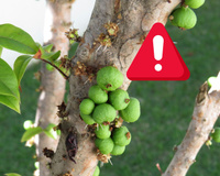 Pouca gente sabe: fruta mais rara do Brasil é rica em vitaminas, mas pode entrar em extinção a qualquer momento