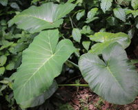 Você sabe o que são PANCs? Entenda tudo sobre as plantas alimentícias não convencionais e como consumir