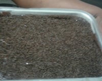 Bolo de chocolate com água