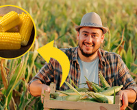 Meu pai é fazendeiro de milho, aqui está o segredo do melhor milho que você vai comer na vida (e só precisa de 2 ingredientes!)