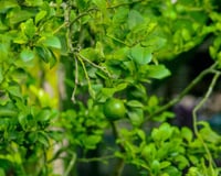 Dicas para o cultivo de limão: seu limoeiro não está dando frutos? Adicione estes 3 itens ao vaso para uma colheita abundante