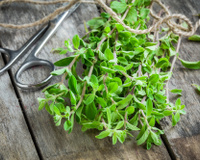 Manjerona: benefícios para a saúde e onde utilizá-la