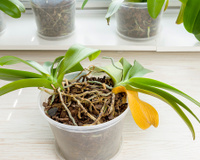 UTI de orquídeas: como salvar plantas com flores secas, folhas queimadas ou manchadas e quase sem raízes