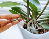 Álvaro Pedrera, especialista em plantas: "Se as pontas das folhas das suas plantas estiverem marrons e secas, não é um problema de rega."