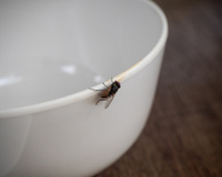 Adeus moscas na cozinha: o poder dessa folha para manter a casa livre de insetos