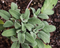 Sálvia, como e onde usar