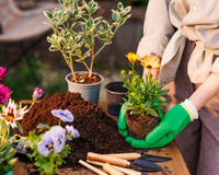 Essas são as 11 plantas que dão flores: nada de esperar até a primavera todos os anos para o jardim ficar colorido por mais tempo