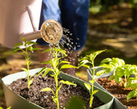 Qual é o melhor horário para regar as plantas e por que não é à noite?