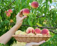 Com atenção aos detalhes, qualquer pessoa pode transformar um simples caroço de pêssego em uma árvore frutífera: aqui está o passo a passo para plantar um pessegueiro em casa