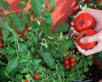 Se você cultiva tomates em casa, precisa conhecer estes 7 truques do TudoGostoso para fortalecer as plantas