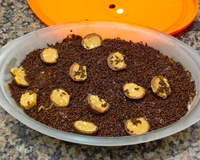 Sobremesa prestígio