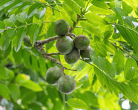 A fruta comum no Brasil que fortalece a saúde do intestino e reduz inflamações