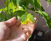 O truque que sempre dá certo para salvar plantas com as pontas das folhas ficando marrons