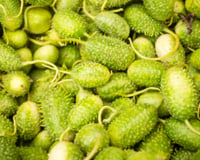 O maxixe é esquecido na feira, mas é cheio de benefícios e o TudoGostoso vai te ensinar 5 receitas deliciosas para incluir no seu cardápio