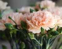 Como plantar cravo em casa: 5 passos importantes para cultivar a planta e garantir flores bonitas e cheirosas