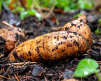 Nem todo mundo sabe, mas esse tubérculo é o alimento simples que pode melhorar foco, digestão e saúde muscular