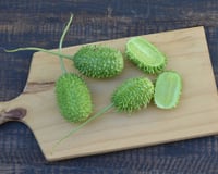 Quase ninguém liga para maxixe, mas você vai querer provar essas 5 receitas deliciosas e fáceis de fazer